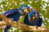 Brasil está entre os melhores destinos do mundo para observação de aves; veja o ranking