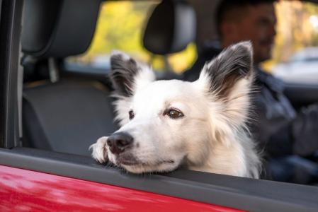cao cachorro