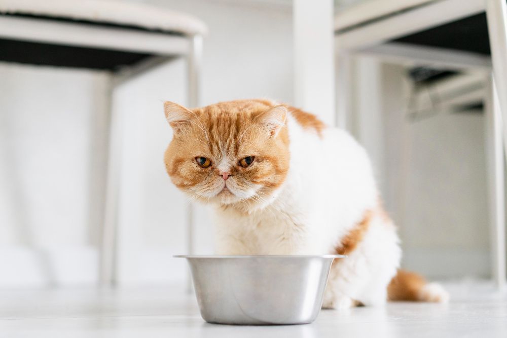 Obesidade felina: cientistas trabalham em medicamento semelhante ao ozempic para gatos