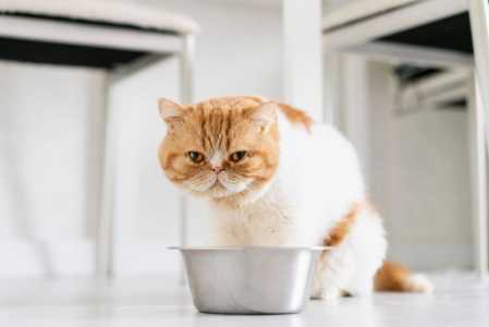 gato obeso