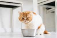 Obesidade felina: cientistas trabalham em medicamento semelhante ao ozempic para gatos