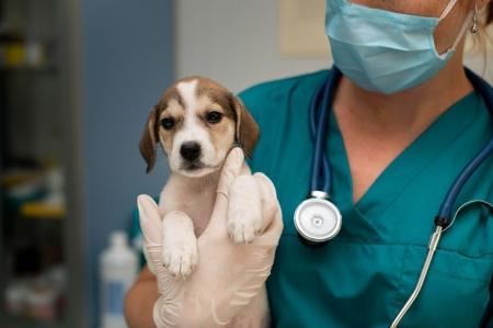 veterinario