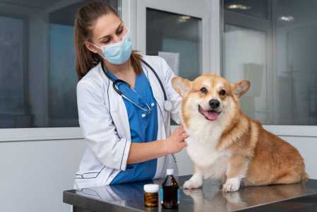 veterinario