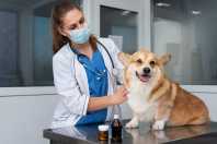 Cannabis medicinal para animais: província argentina cria regra inédita para uso da substância