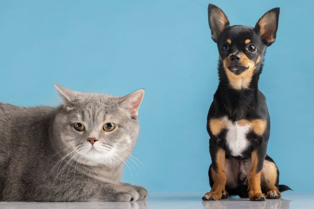 Maus-tratos a animais: penas podem se tornar mais rígidas no Brasil se projeto for aprovado