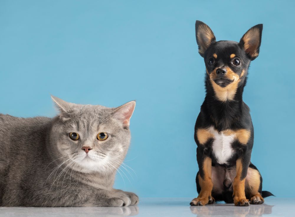 É normal cachorro ou gato ficar sacudindo a cabeça o tempo todo?