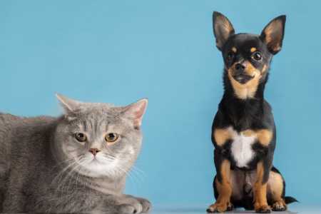 É normal cachorro ou gato ficar sacudindo a cabeça o tempo todo?