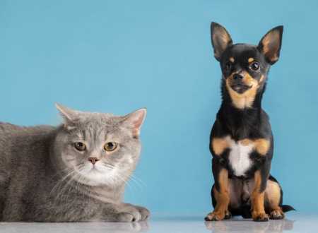 cao e gato