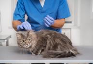 O erro comum com cães e gatos que põe a saúde da família em risco