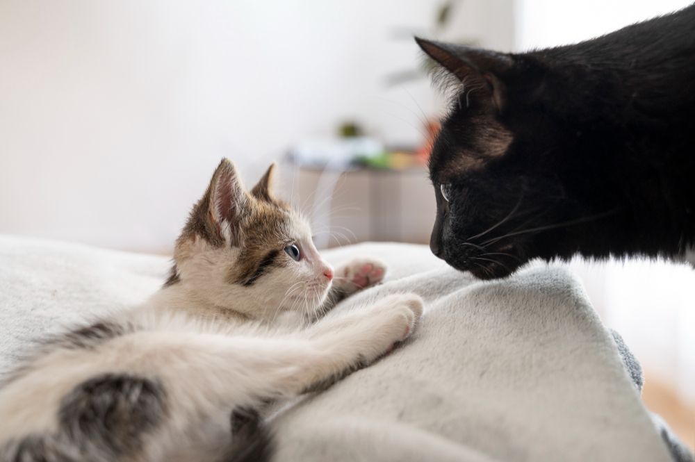 Gatos podem viver muito mais do que você imagina: veja hábitos que fazem diferença
