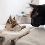 Gatos podem viver muito mais do que você imagina: veja hábitos que fazem diferença