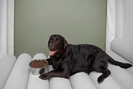 cão comida