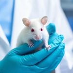 Cientistas fazem tecido cerebral humano crescer em ratos e descobrem novas pistas para a neurologia