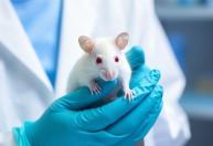 Uso de animais em laboratórios: novo método pode diminuir significativamente a prática