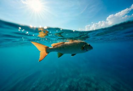 peixe