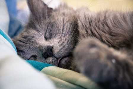 gato dormindo