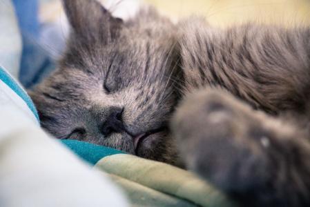 gato dormindo
