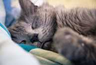 Por que os gatos gostam de dormir sobre a roupa dos tutores? A ciência explica