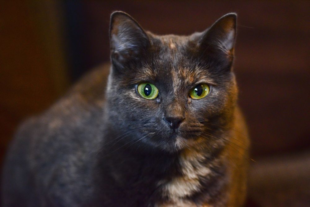 Veja como proteger seu gato do estresse causado por mudanças ou reformas