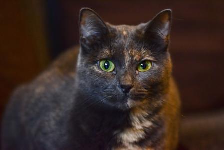 gato