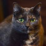 Estudo revela por que a urina dos gatos é uma forma de 'identidade'; entenda