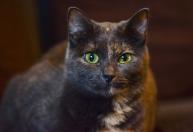 Estudo revela por que a urina dos gatos é uma forma de 'identidade'; entenda