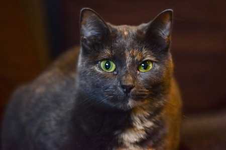 gato