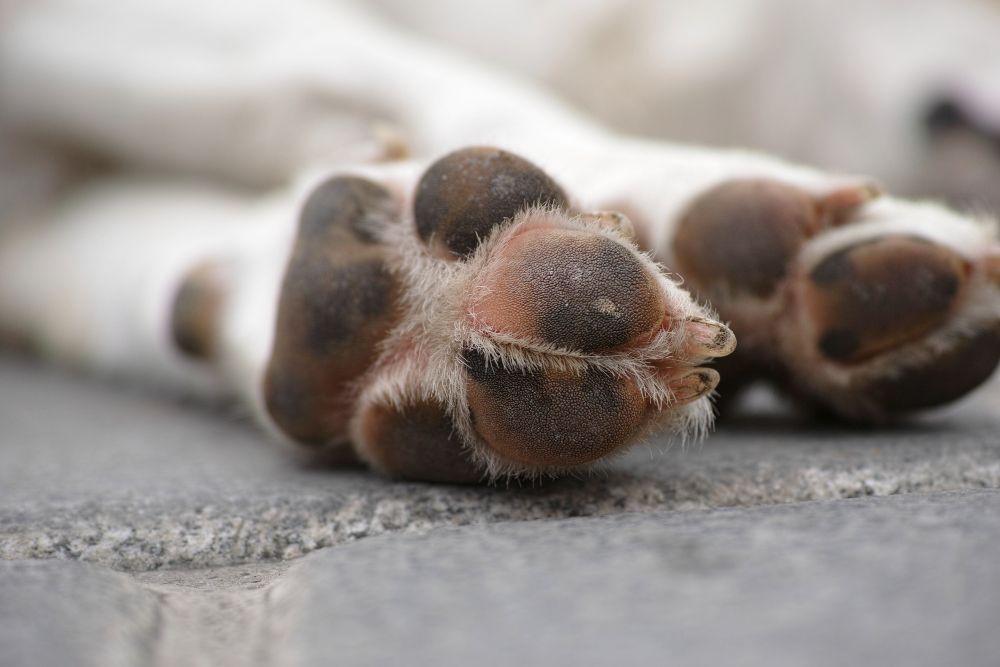 Limpar as patas do pet com vinagre pode fazer mal? Veja a forma correta de higienizar