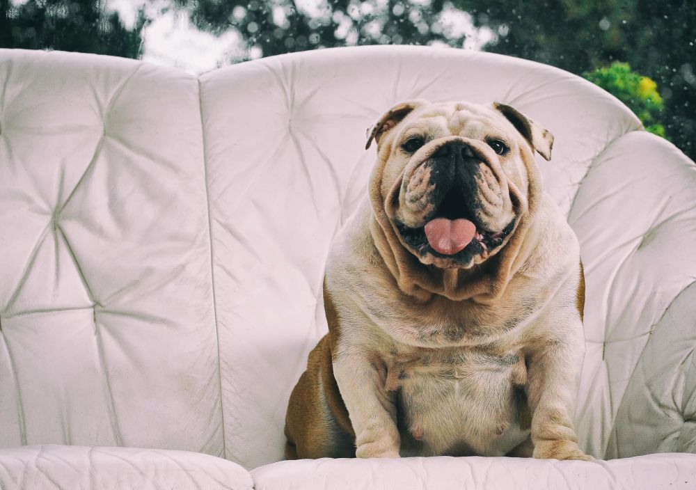Seu cachorro está obeso? Veja 10 perguntas sobre o tema respondidas por veterinários