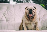 Seu cachorro está obeso? Veja 10 perguntas sobre o tema respondidas por veterinários