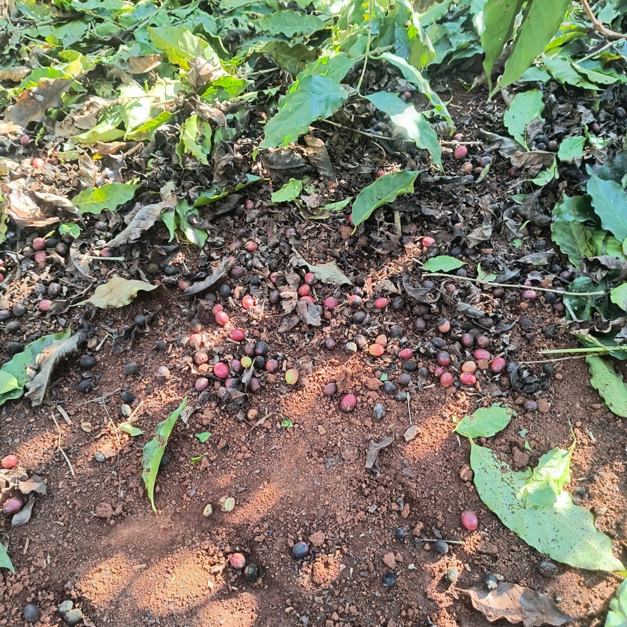 Chuva fora de época prejudica a colheita do café no Sul de Minas