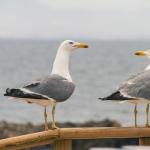 As gaivotas são mais inteligentes do que imaginamos, revela experimento