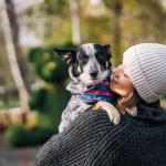 Passeios ao ar livre no frio intenso podem colocar a saúde dos cães em risco
