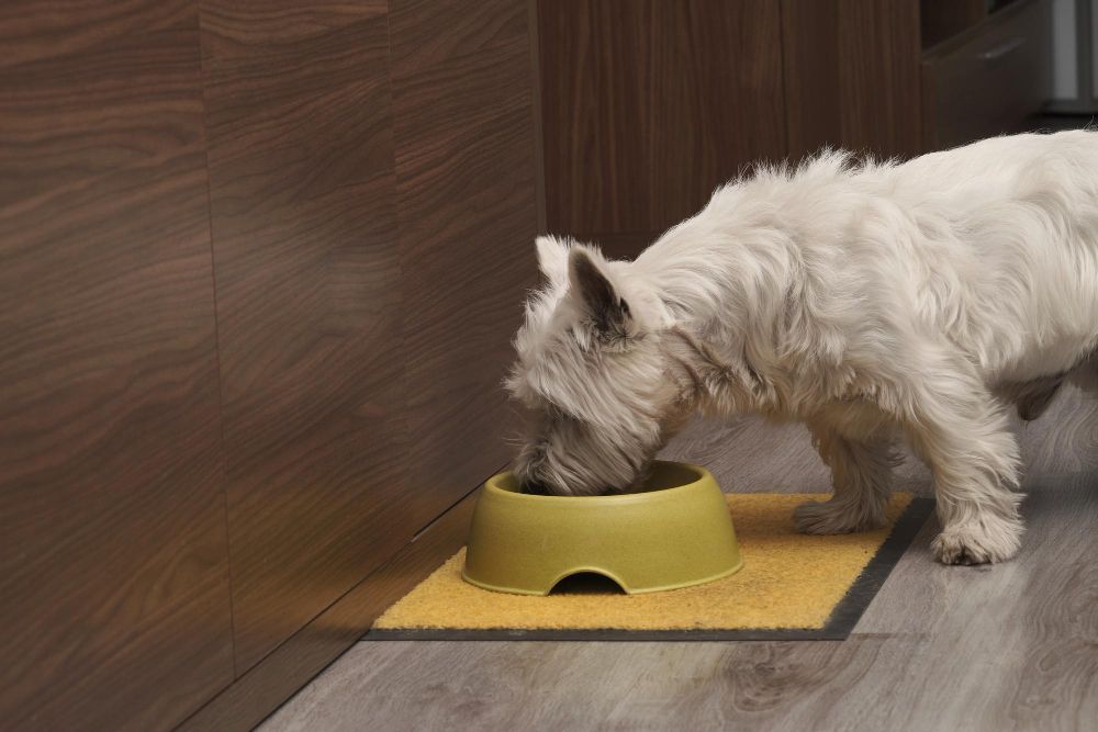 Alimentos comuns podem desencadear alergias graves em cães e gatos; veja os principais