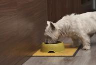 Alimentos comuns podem desencadear alergias graves em cães e gatos; veja os principais