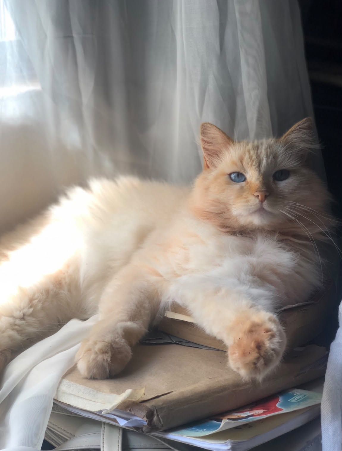 Gato que precisa de cuidados especiais está desaparecido há mais de duas semanas em Ouro Preto