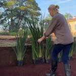 Apresentadora realiza plantio de mais de 300 mudas em nova fazenda em SP