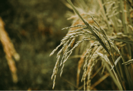 Exportações recordes impulsionam reação nos preços do arroz