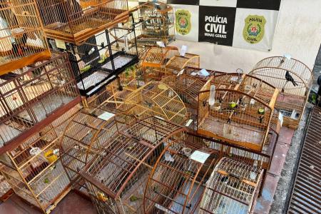 Aves silvestres apreendidas durante a Operação Libertas Foto • Joubertt Telles/Itatiaia