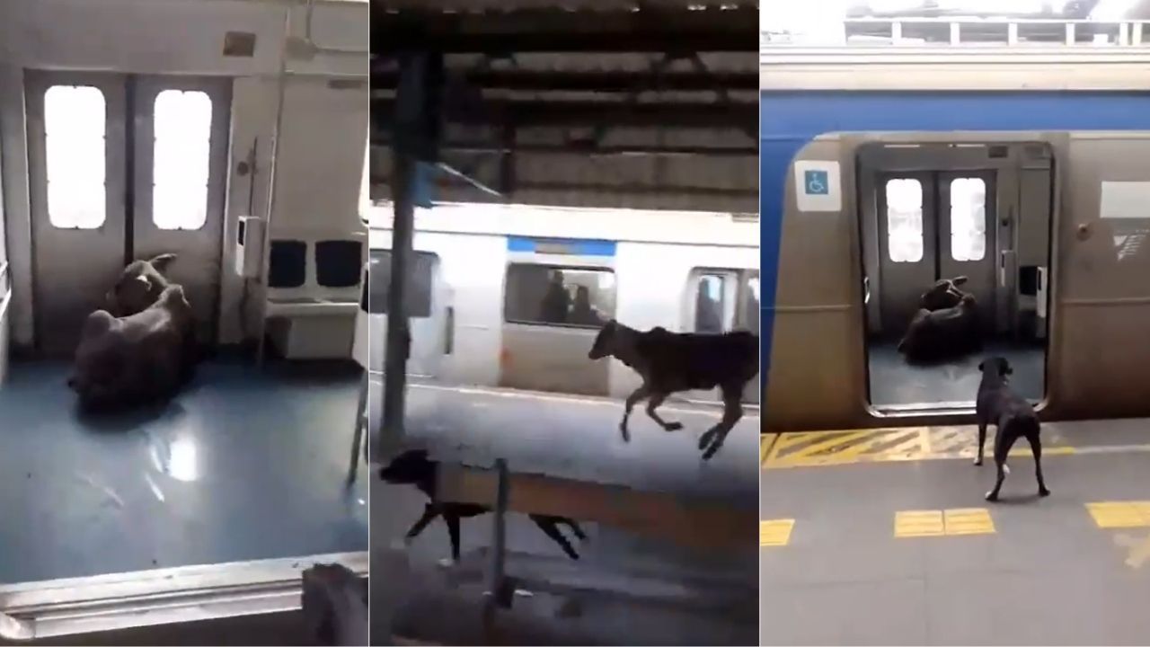 Bezerro invade estação de trem no Rio e corre dentro de vagão; veja vídeo