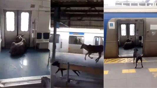 Bezerro invade estação de trem no Rio e corre dentro de vagão; veja vídeo