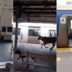 Bezerro invade estação de trem no Rio e corre dentro de vagão; veja vídeo