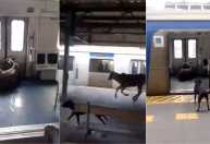 Bezerro invade estação de trem no Rio e corre dentro de vagão; veja vídeo
