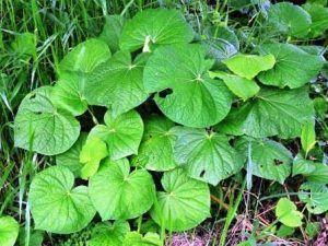 Utilizada tradicionalmente em chás e infusões, a capeba possui compostos bioativos estudados pela ciência, embora muitos de seus usos populares ainda careçam de comprovação clínica
