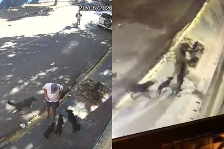 Moradores da Serra, em BH, denunciam série de ataques de cães: 'Marcas de sangue no chão'