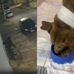 Cadela que tentou impedir furto passa por cirurgia após ser agredida por ladrão em Betim