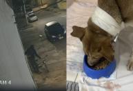Cadela que tentou impedir furto passa por cirurgia após ser agredida por ladrão em Betim