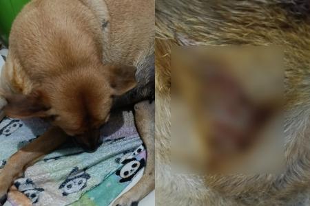 Cachorro da família das crianças protegeu as vítimas do ataque do pit bull • Imagens cedidas