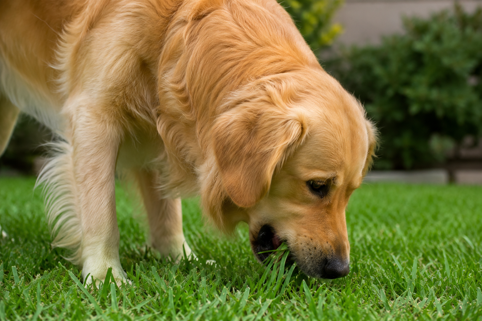 Seu cachorro está comendo grama? Saiba quando o hábito é normal e quando exige atenção