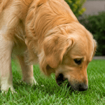 Seu cachorro está comendo grama? Saiba quando o hábito é normal e quando exige atenção
